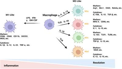 Tumor-derived extracellular vesicles regulate macrophage polarization: role and therapeutic perspectives